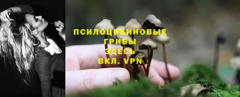 kraken ONION  Истра  Галлюциногенные грибы Magic Shrooms  закладки 