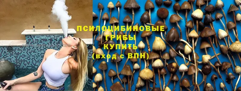 Галлюциногенные грибы Psilocybine cubensis Истра